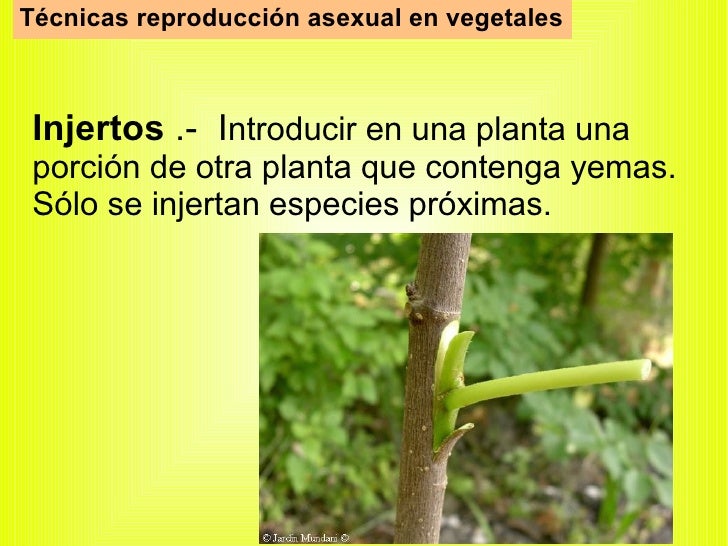 Marina rampanti: mature anal Planta equisetum reproduccion asexual en